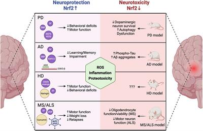 The untapped potential of targeting NRF2 in neurodegenerative disease